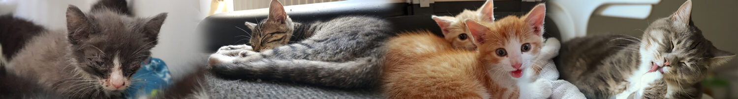 Arme Socken e.V.